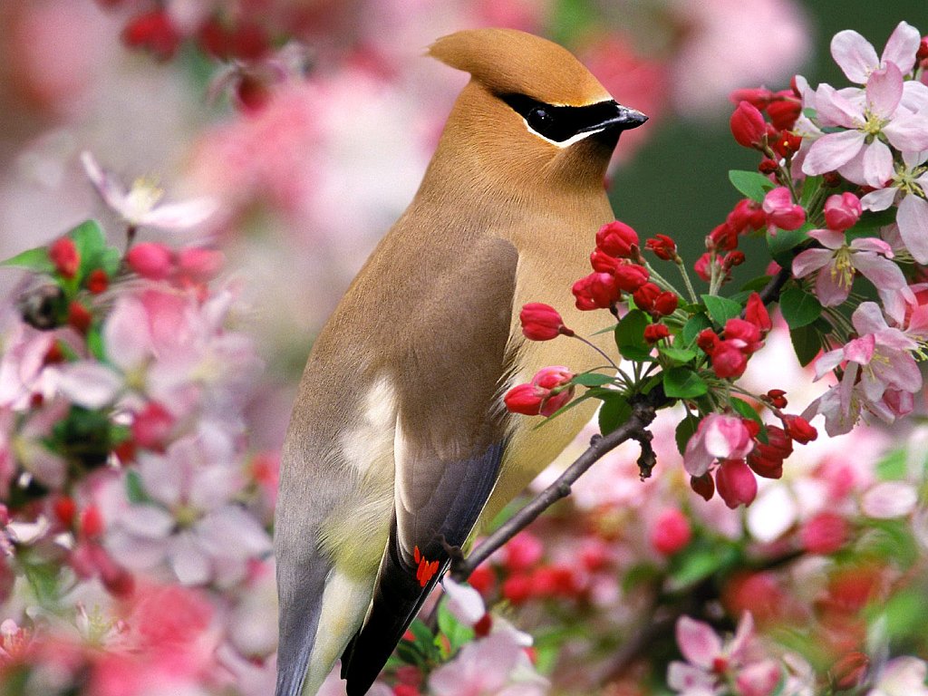 Cedar Waxwing